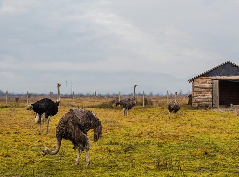 Ostriches