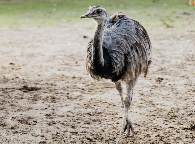 Ostrich Riding at Ostrich Farm