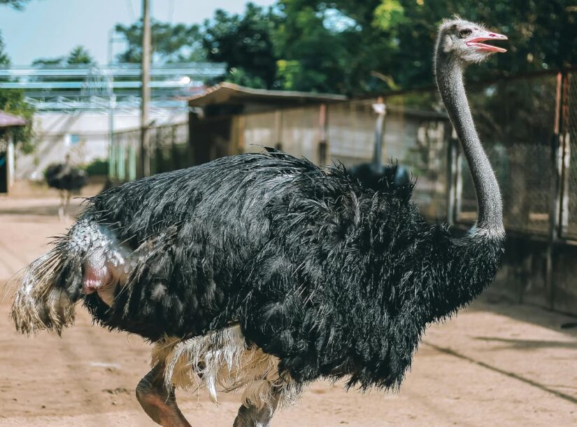 Exploring American Ostrich Farms: History, Practices, and Modern Trends