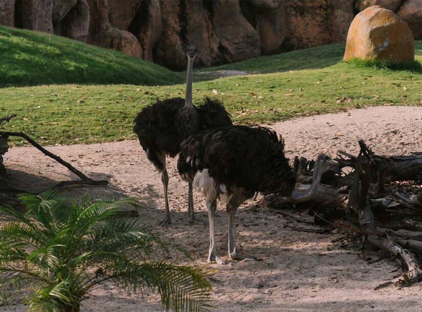 Ostrich Farming in California