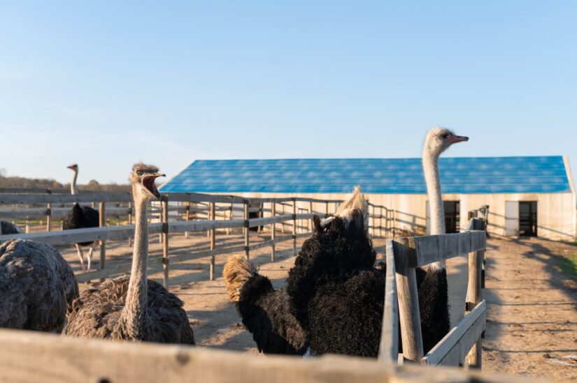 All About Ostriches: Shocking Facts and the Importance of Ostrich Farms