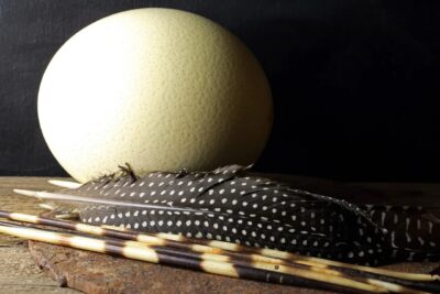 an ostrich egg lies